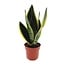Sansevieria Futura Superba kamerplant 30 cm potmaat 12 cm