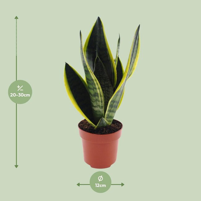 Sansevieria Futura Superba kamerplant 30 cm potmaat 12 cm