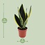 Sansevieria Futura Superba kamerplant 30 cm potmaat 12 cm