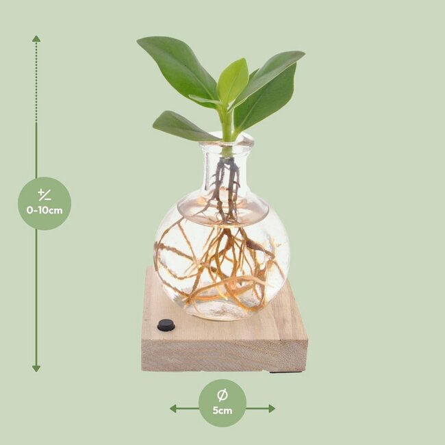 Clusia In Samoa LED kamerplant 10 cm potmaat 5 cm