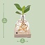 Clusia In Samoa LED kamerplant 10 cm potmaat 5 cm