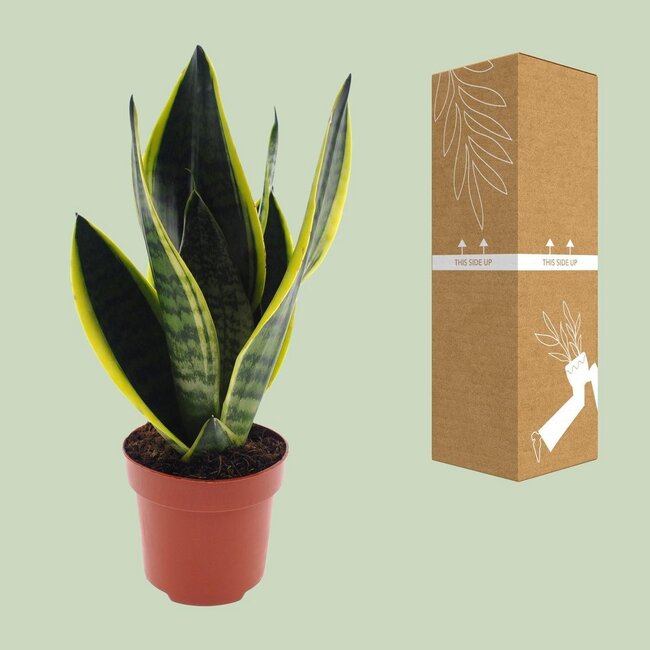 Sansevieria Futura Superba kamerplant 30 cm potmaat 12 cm