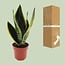 Sansevieria Futura Superba houseplant 30 cm pot size 12 cm