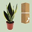 Sansevieria Futura Superba kamerplant 30 cm potmaat 12 cm