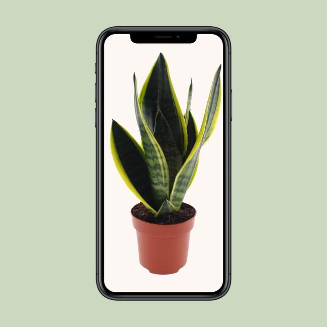 Sansevieria Futura Superba kamerplant 30 cm potmaat 12 cm