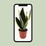 Sansevieria Futura Superba houseplant 30 cm pot size 12 cm