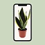 Sansevieria Futura Superba kamerplant 30 cm potmaat 12 cm
