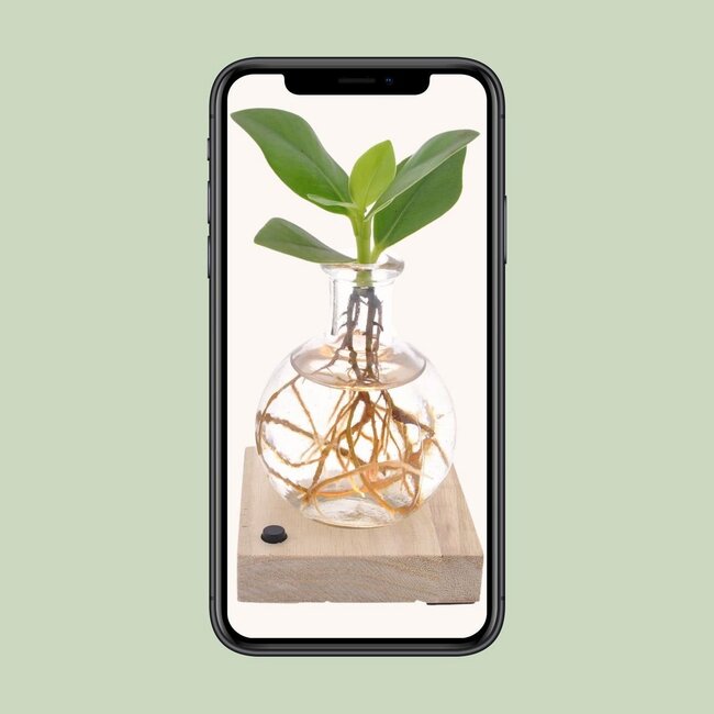 Clusia In Samoa LED kamerplant 10 cm potmaat 5 cm