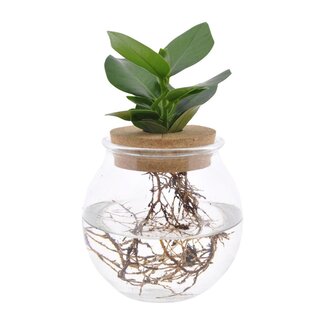 Koning Bamboe Clusia In Glass sphere click cork houseplant 30 cm