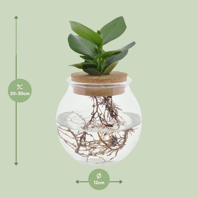 Clusia In Glass sphere click cork houseplant 30 cm