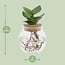 Clusia In Glass sphere click cork houseplant 30 cm