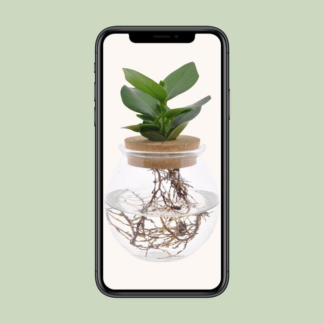 Clusia In Glass sphere click cork houseplant 30 cm