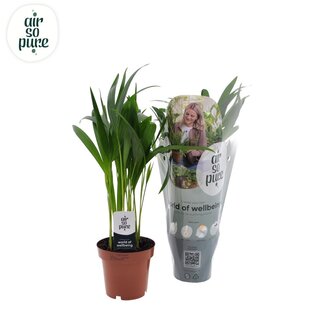 Koning Bamboe Dypsis Lutescens Zimmerpflanze 40 cm