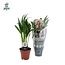 Dypsis Lutescens kamerplant 40 cm potmaat 12 cm