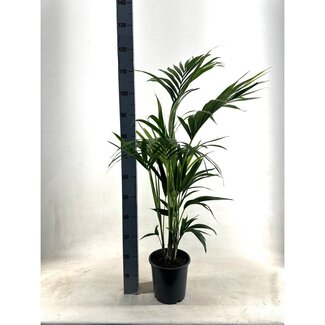 Koning Bamboe KENTIA kamerplant 110 cm