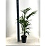 KENTIA kamerplant 110 cm potmaat 21 cm