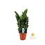 Zamioculcas kamerplant 75 cm potmaat 21 cm