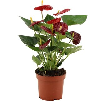 Koning Bamboe Anthurium Calon in transparenter Hülle Zimmerpflanze 36 cm