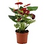 Anthurium Calon in transparante hoes kamerplant 36 cm potmaat 12 cm