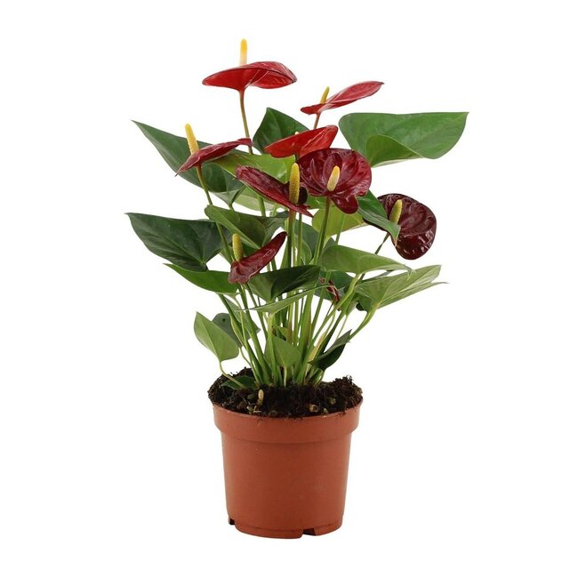 Anthurium Calon in transparante hoes kamerplant 36 cm potmaat 12 cm