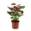 Anthurium Calon in transparent sleeve houseplant 36 cm pot size 12 cm