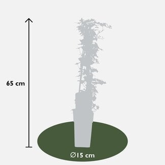 Koning Bamboe Hedera helix Pflanzenset 4 Stück 65 cm