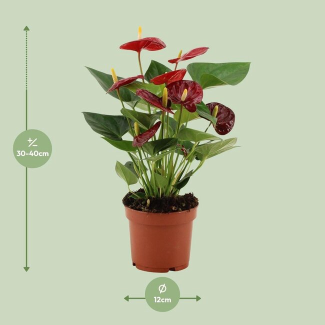 Anthurium Calon in transparante hoes kamerplant 36 cm potmaat 12 cm