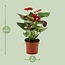 Anthurium Calon in transparenter Hülle Zimmerpflanze 36 cm Topfmaß 12 cm