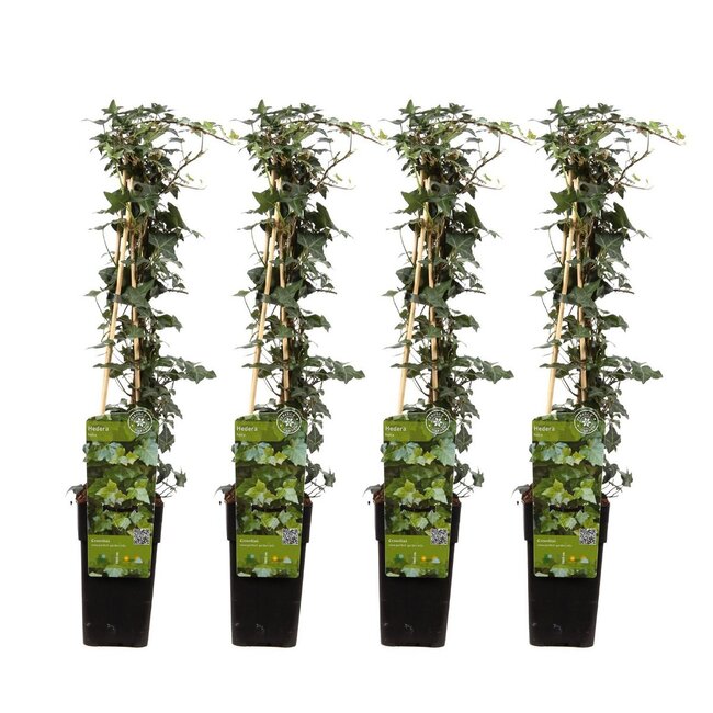 Hedera helix plantenset 4 stuks 65 cm potmaat 15 cm