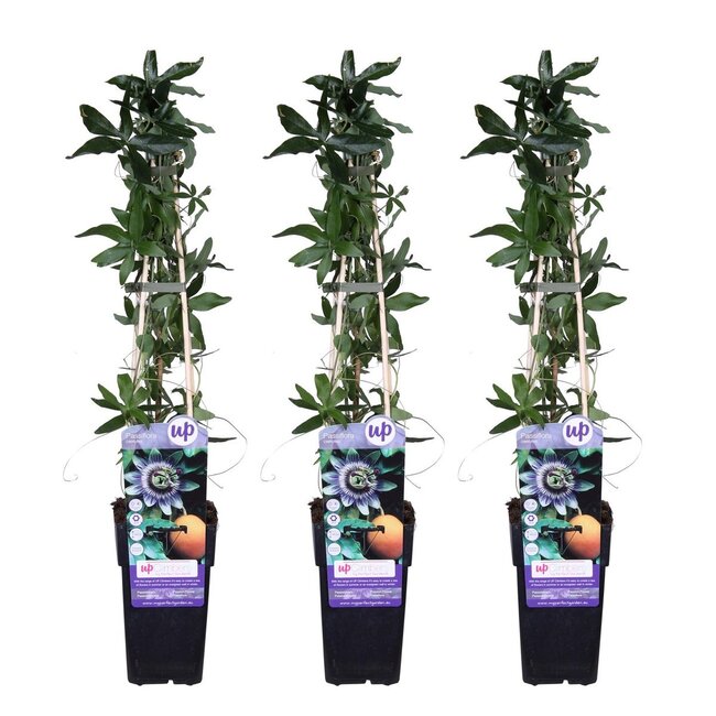 Passiflora caerulea plantenset 3 stuks 65 cm potmaat 15 cm