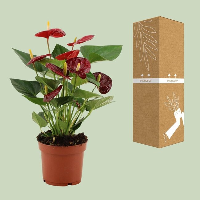 Anthurium Calon in transparante hoes kamerplant 36 cm potmaat 12 cm