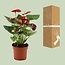 Anthurium Calon in transparante hoes kamerplant 36 cm potmaat 12 cm