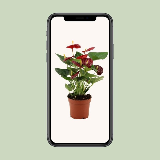 Anthurium Calon in transparent sleeve houseplant 36 cm pot size 12 cm