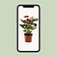 Anthurium Calon in transparent sleeve houseplant 36 cm pot size 12 cm