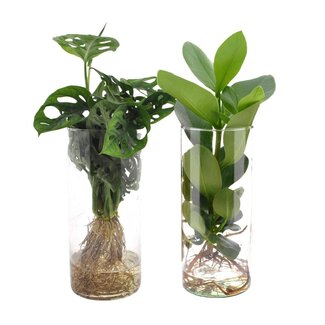 Koning Bamboe glass cylinder Duo Monstera/Clusia plant set 2 plants
