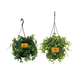 Koning Bamboe Hangende plant duo plantenset 2 stuks 25 cm