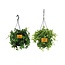 Hangende plant duo plantenset 2 stuks 25 cm potmaat 15 cm
