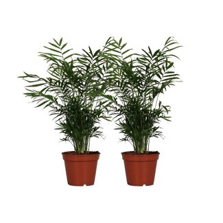 Koning Bamboe Chamaedorea Elegans plant set 2 plants 55 cm