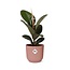 Ficus Elastica Robusta in ELHO Vibes Fold roze kamerplant 35 cm potmaat 12 cm