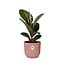 Ficus Elastica Robusta in ELHO Vibes Fold roze kamerplant 35 cm potmaat 12 cm