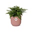 Asplenium Parvati in ELHO Vibes Fold pink houseplant 25 cm pot size 12 cm