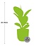 Ficus Elastica Robusta in ELHO Vibes Fold roze kamerplant 35 cm potmaat 12 cm