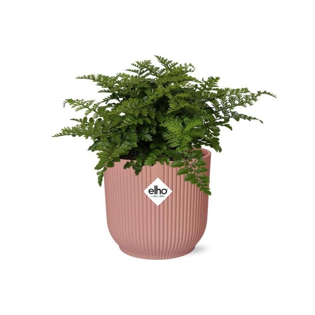 Asplenium Parvati in ELHO Vibes Fold pink houseplant 25 cm pot size 12 cm