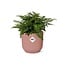 Asplenium Parvati in ELHO Vibes Fold roze kamerplant 25 cm potmaat 12 cm