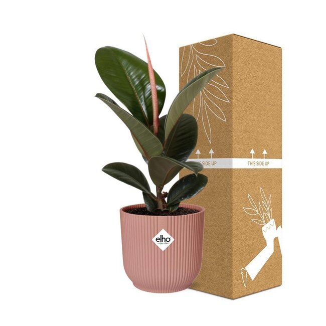 Ficus Elastica Robusta in ELHO Vibes Fold pink houseplant 35 cm pot size 12 cm