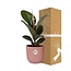 Ficus Elastica Robusta in ELHO Vibes Fold roze kamerplant 35 cm potmaat 12 cm