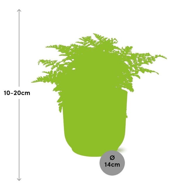 Asplenium Parvati in ELHO Vibes Fold roze kamerplant 25 cm potmaat 12 cm