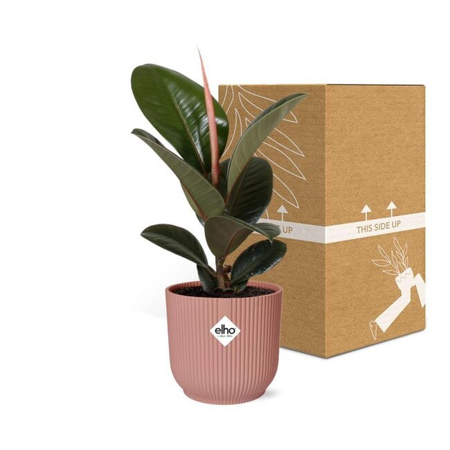 Ficus Elastica Robusta in ELHO Vibes Fold rosa Zimmerpflanze 35 cm Topfmaß 12 cm
