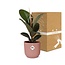 Ficus Elastica Robusta in ELHO Vibes Fold rosa Zimmerpflanze 35 cm Topfmaß 12 cm