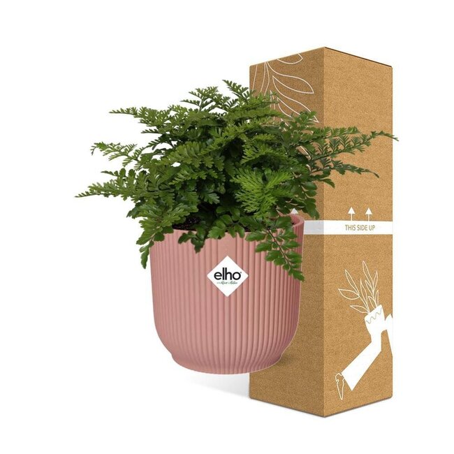 Asplenium Parvati in ELHO Vibes Fold roze kamerplant 25 cm potmaat 12 cm